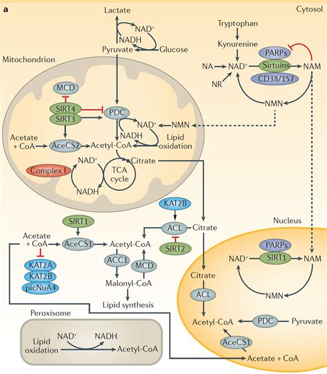 nature metabolism|nature metabolism review.